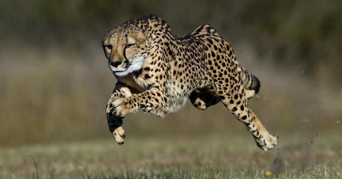 RAG & Elasticsearch: Build RAG with minimal code in Elastic ...