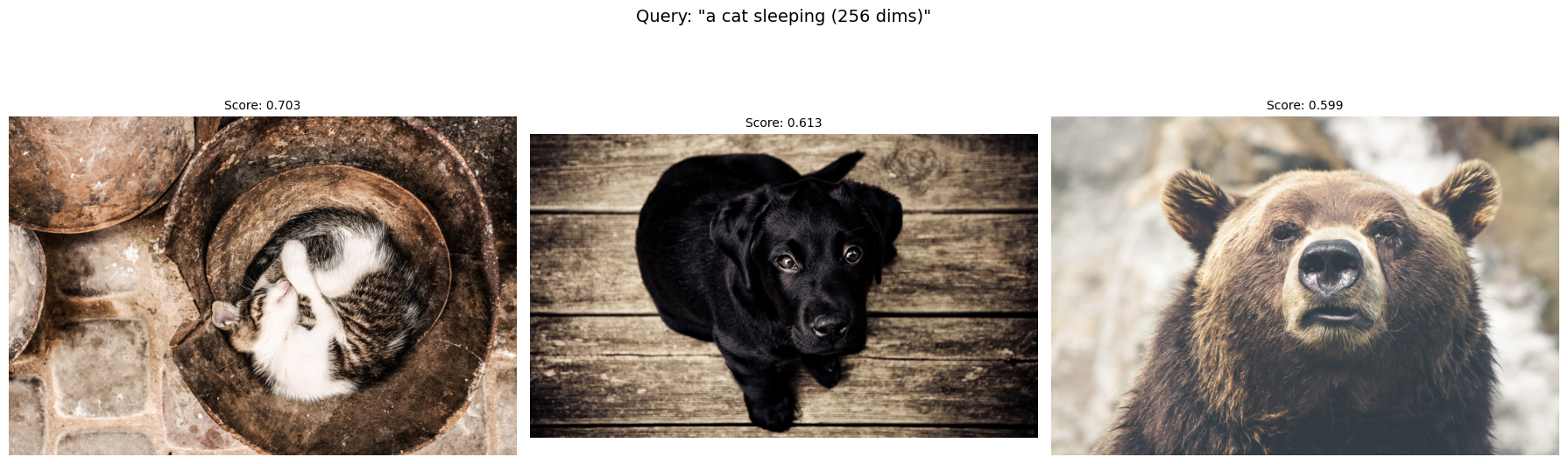 Search results for the same query "a cat sleeping" using 256-dimensional Matryoshka embeddings, returning identical top results as the 1024-dimensional index, a sleeping cat, a black puppy, and a brown bear, with scores of 0.703, 0.613, and 0.599.