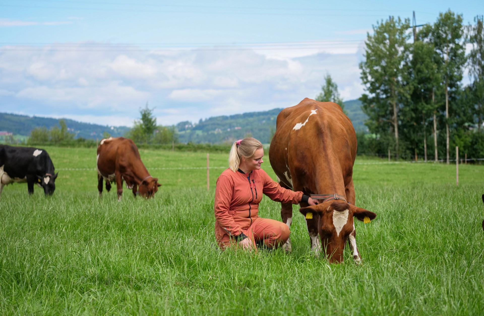 kvinner knelende i gresset ved en ku