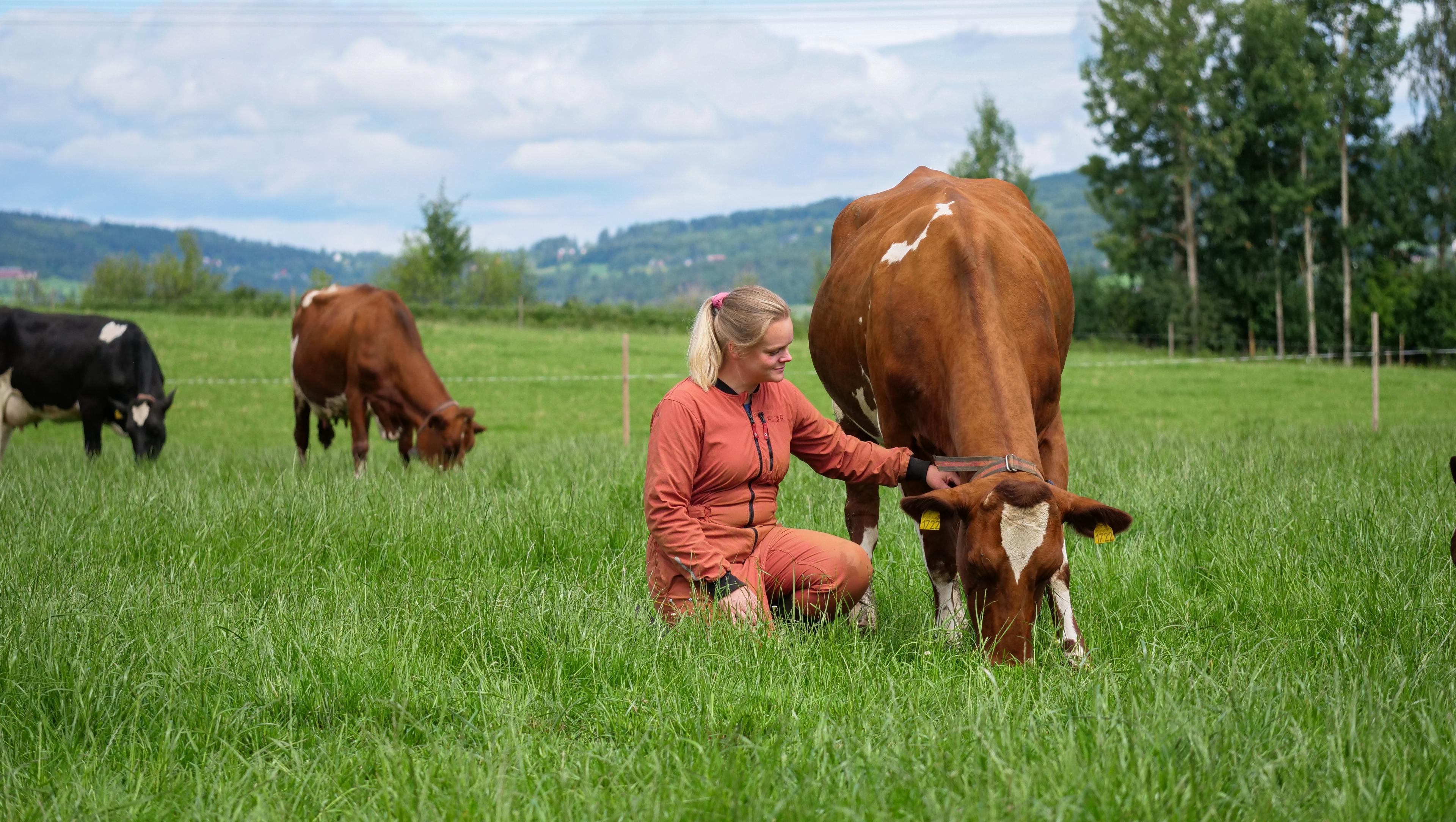 a woman is kneeling down next to a cow in a field .