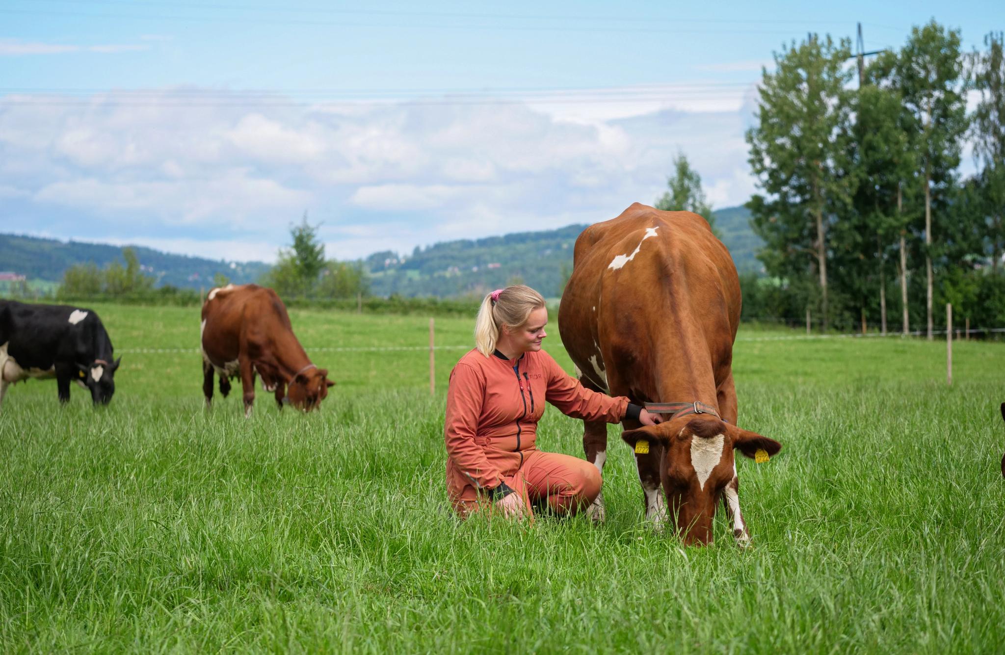 kvinner knelende i gresset ved en ku