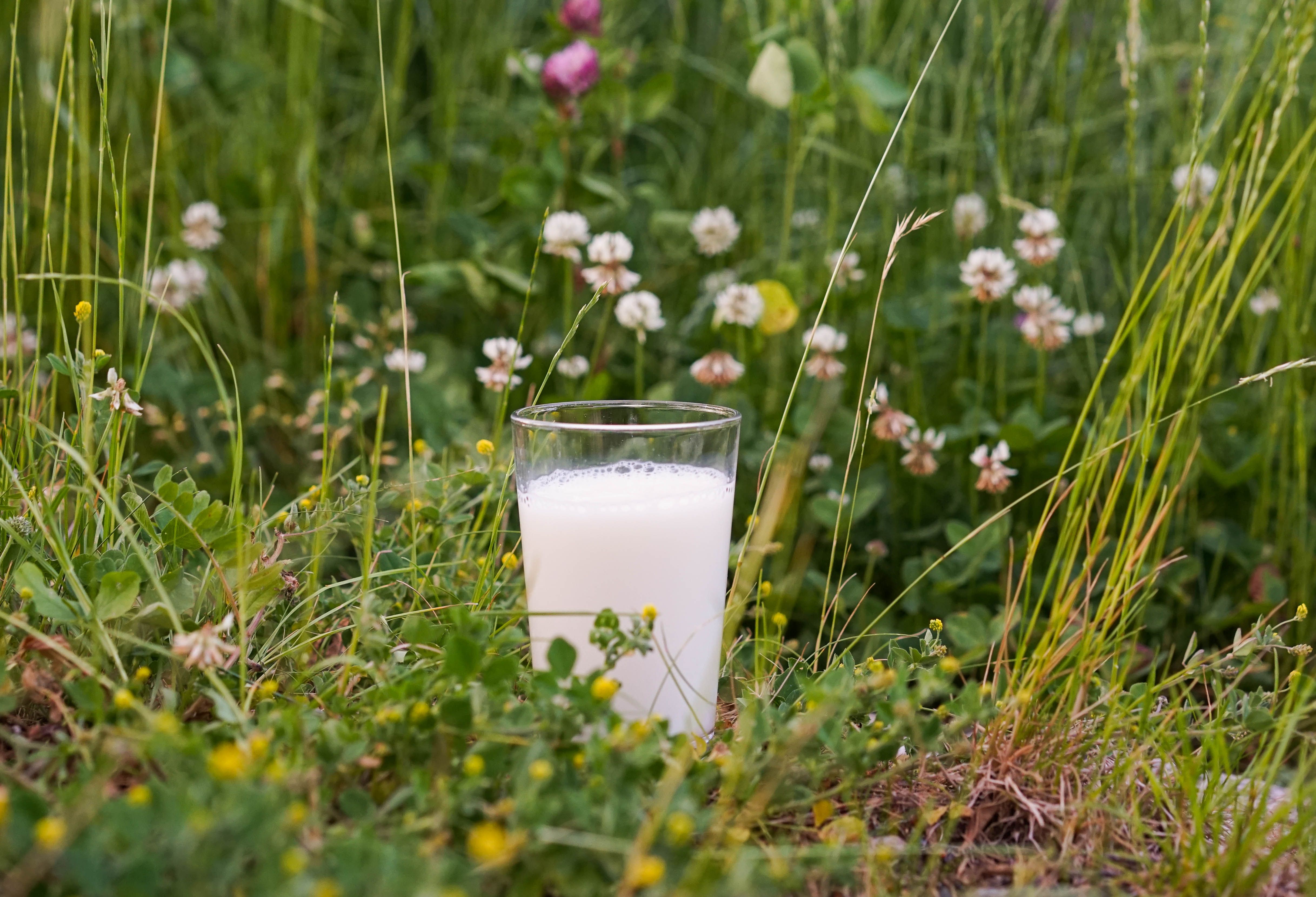 Melk i et glass på en gressplen