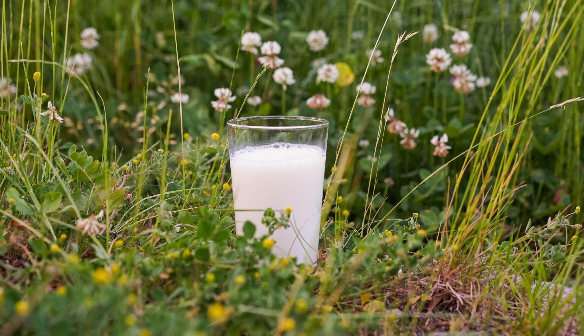 Melk i et glass på en gressplen