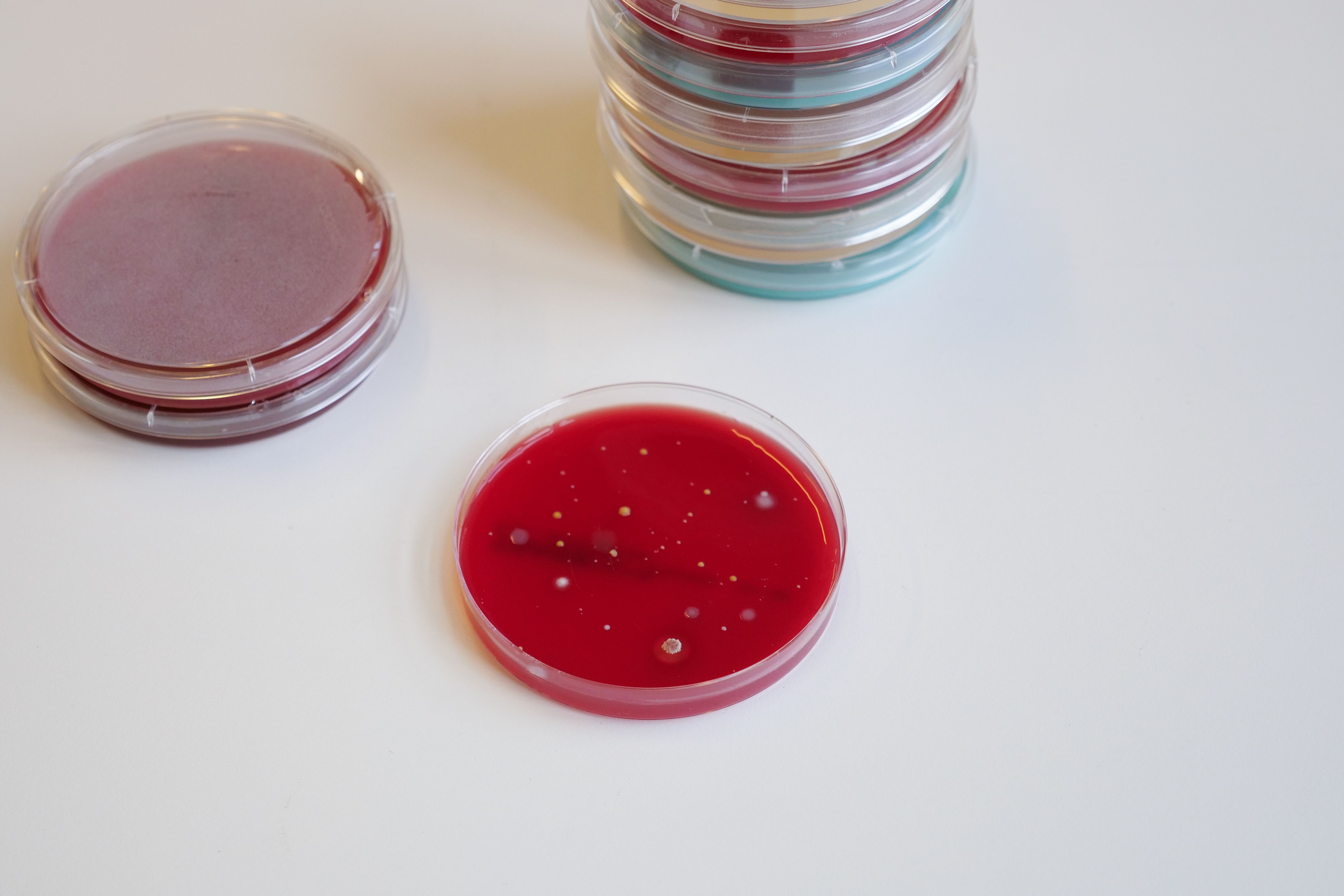 Bakterier på petriskål