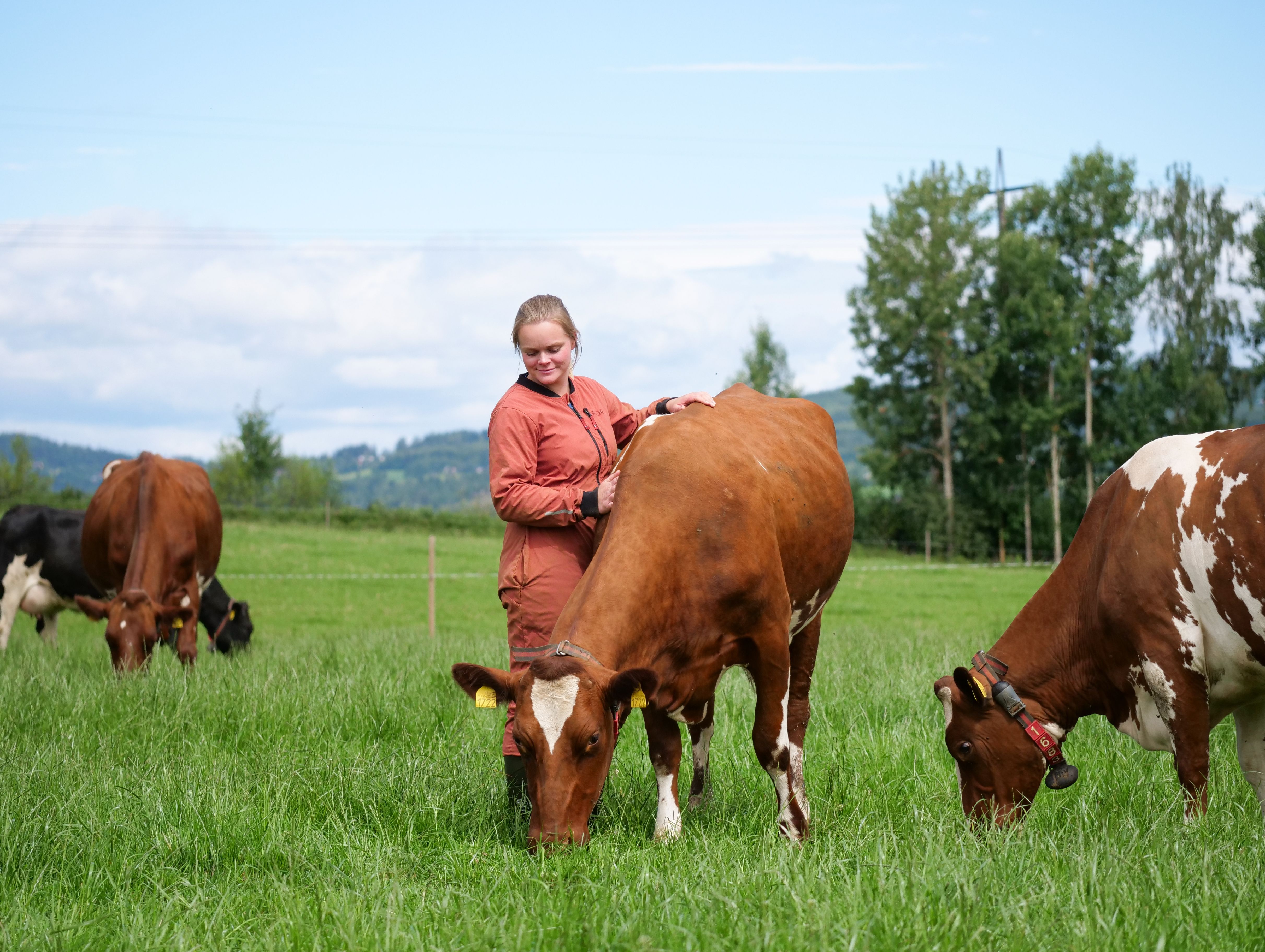 a woman is petting a cow in a field with other cows .