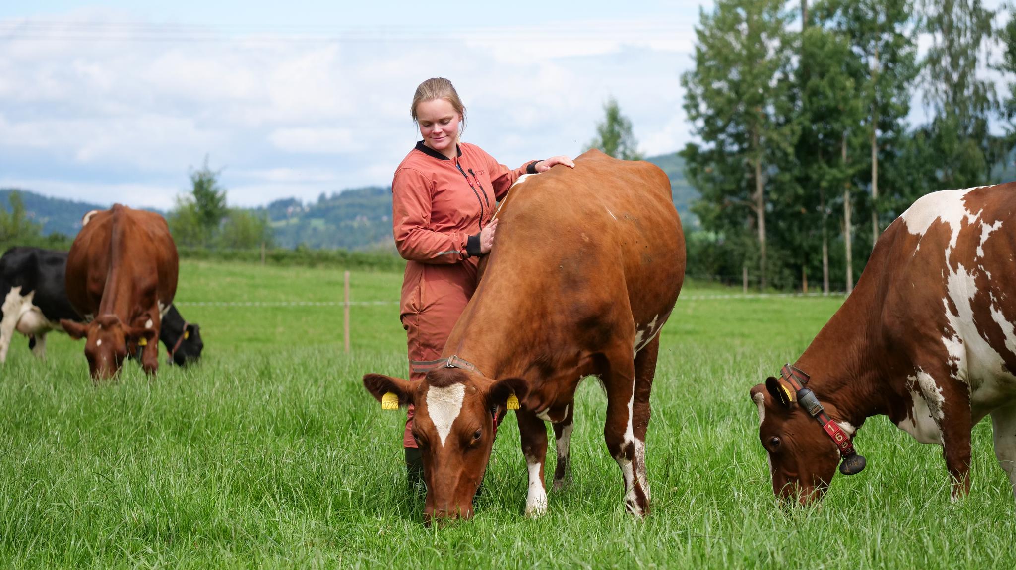 a woman is petting a cow in a field with other cows .