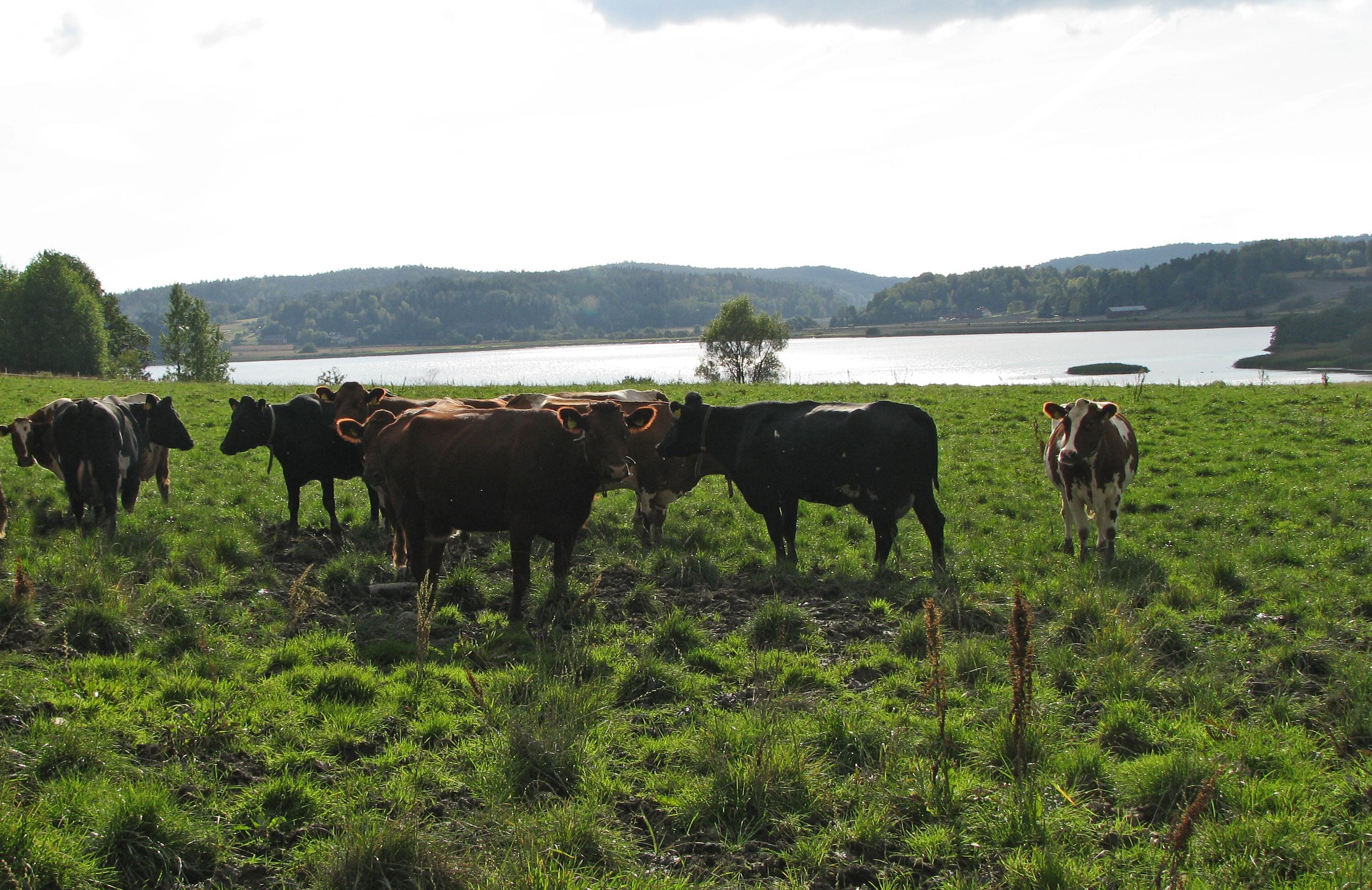 Kuer som står ute på beite