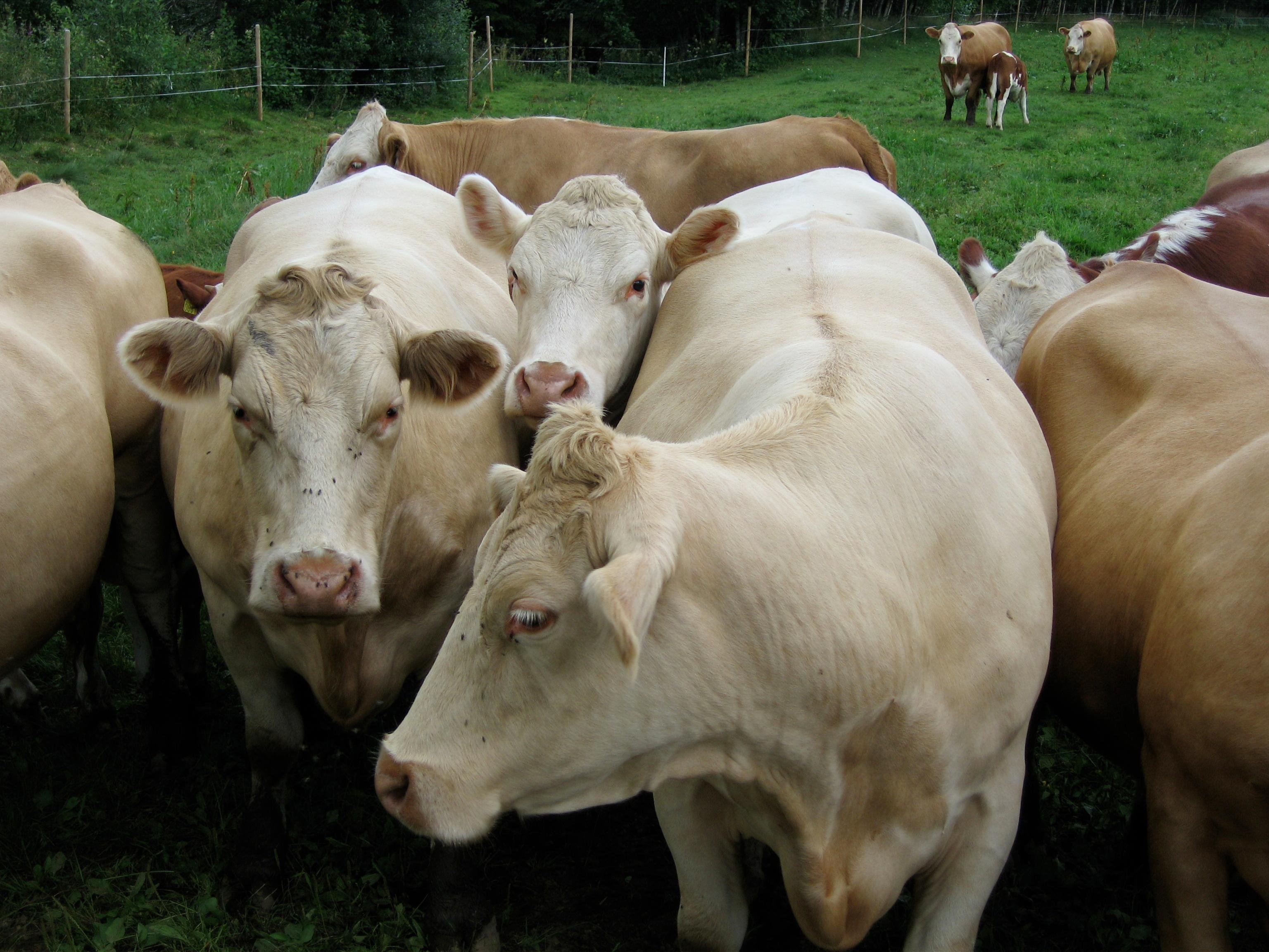 Ku og kalv på beite