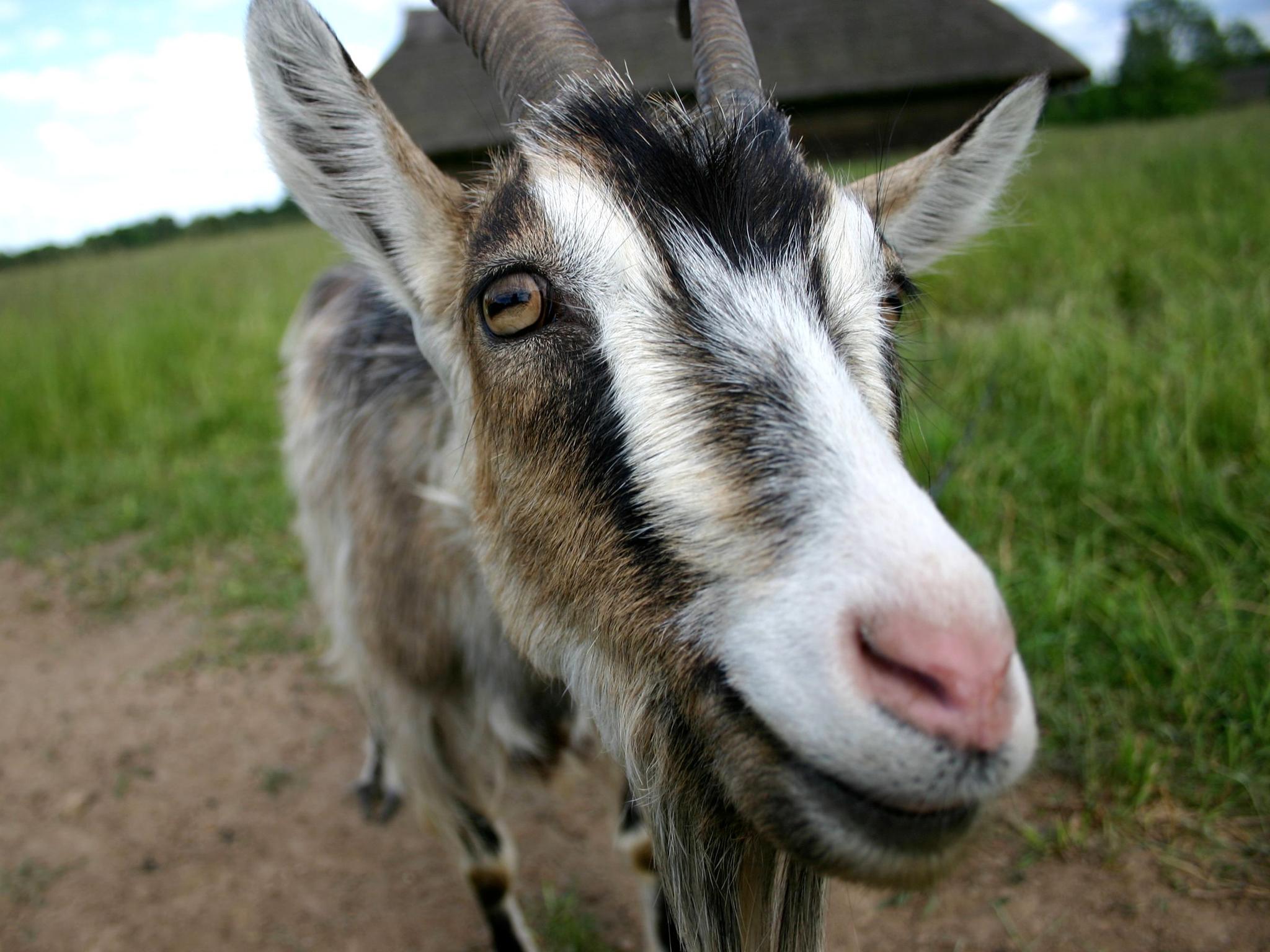 En geit som titter nysgjerrig inn i kameraet.