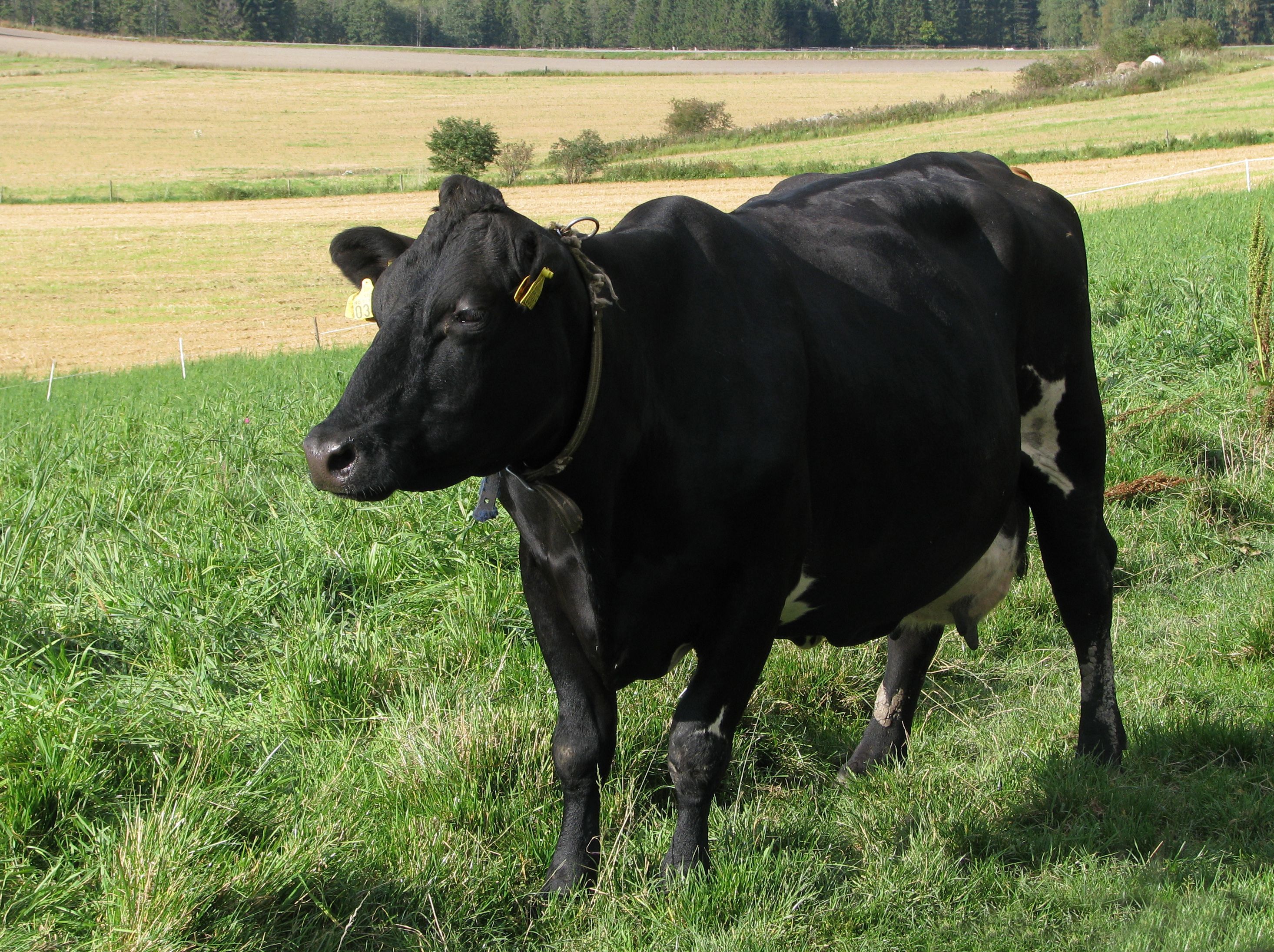 En svart ku som står på gresset ved siden av et jorde.