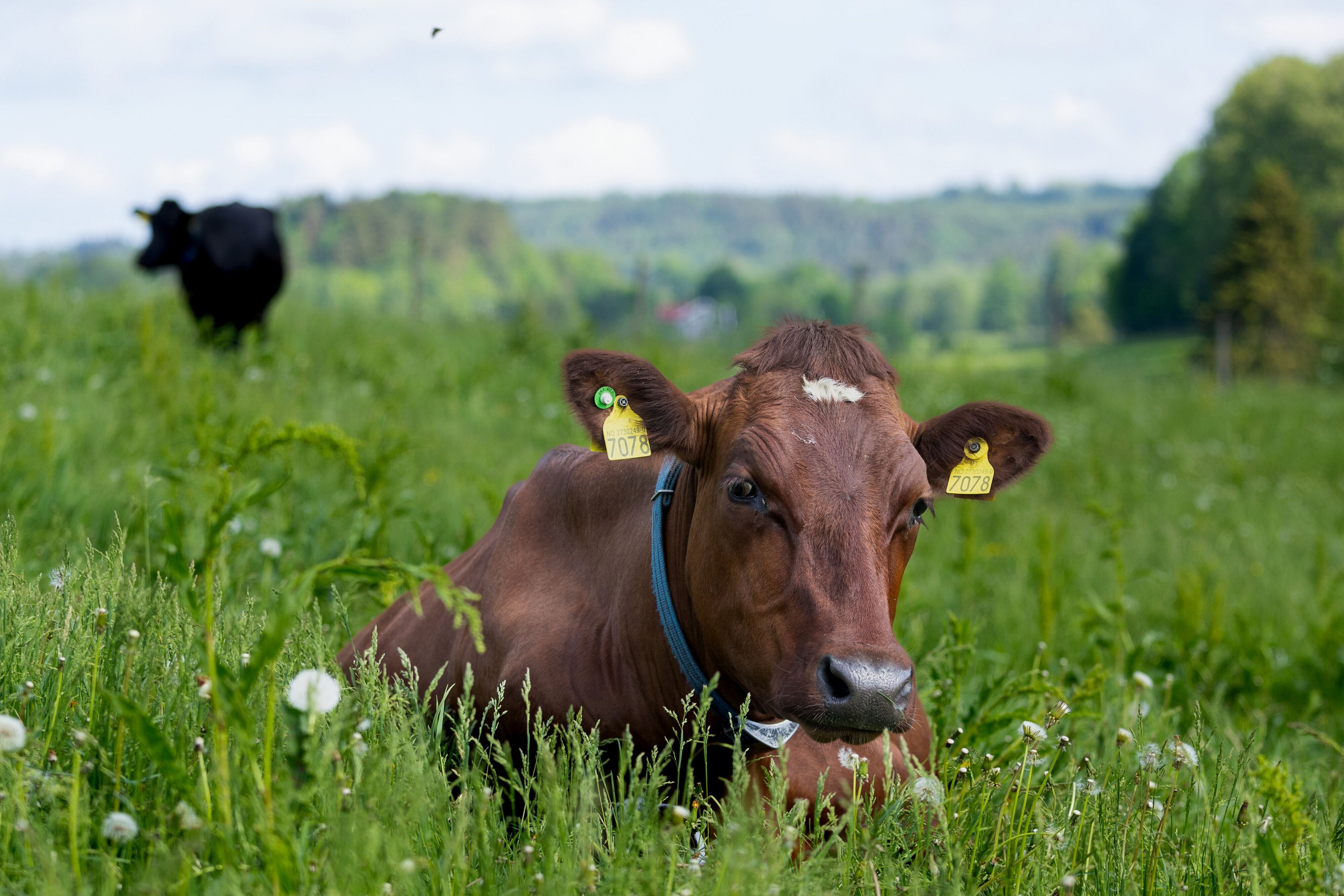 A brown cow with ear tags rests in a field of tall grass and dandelions, with a black cow in the distance.