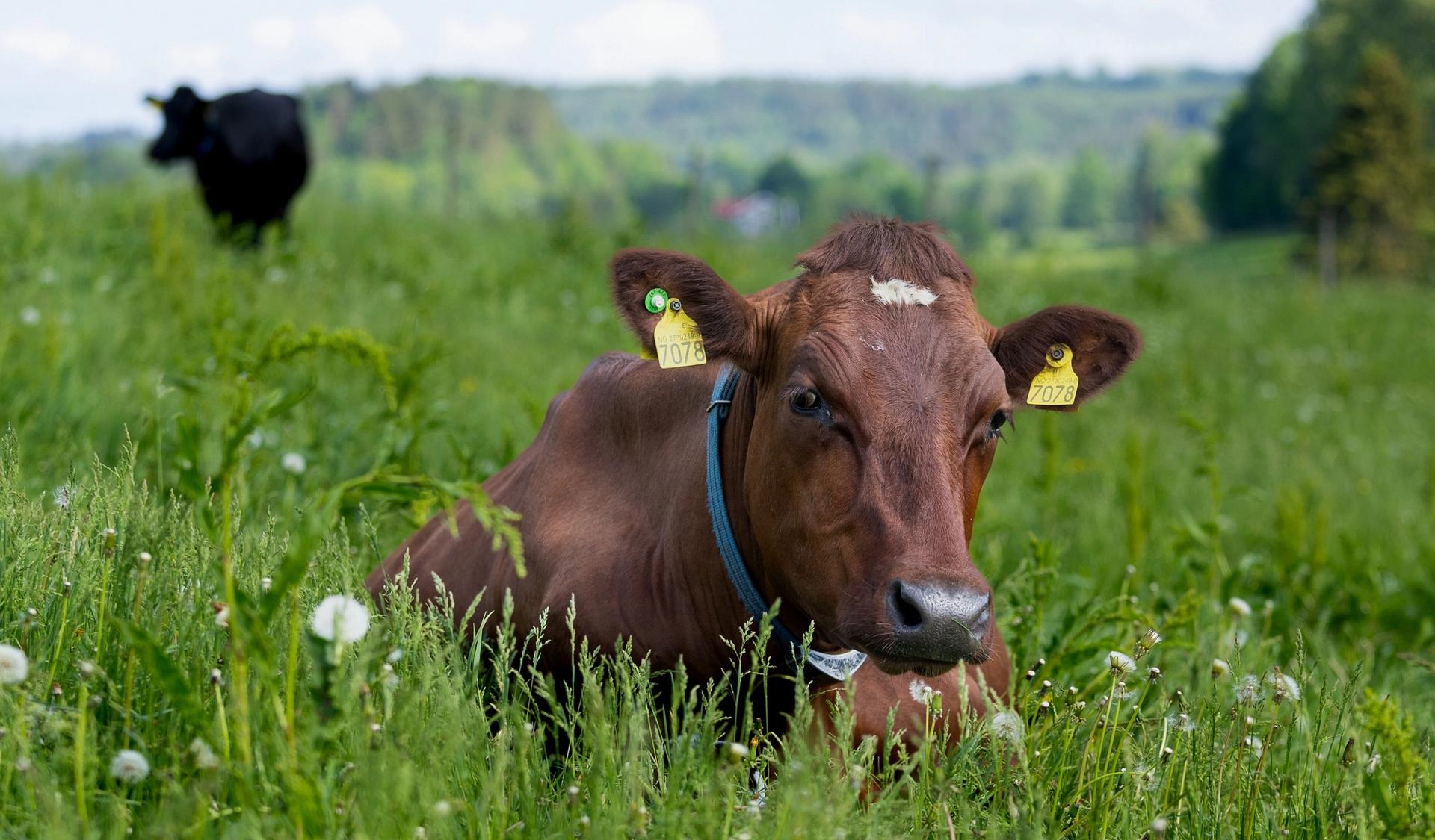 A brown cow with ear tags rests in a field of tall grass and dandelions, with a black cow in the distance.