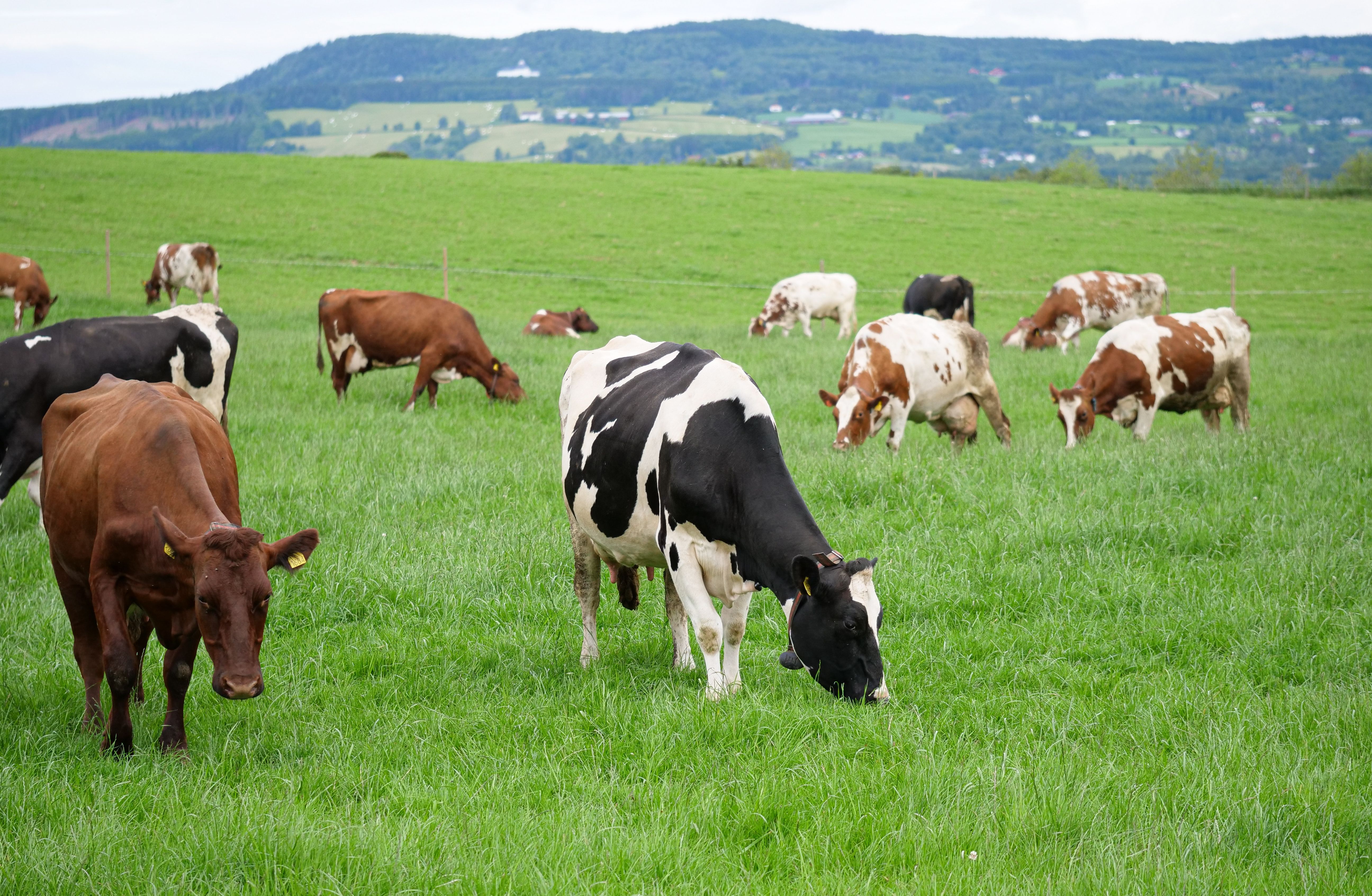a herd of cows grazing in a grassy field