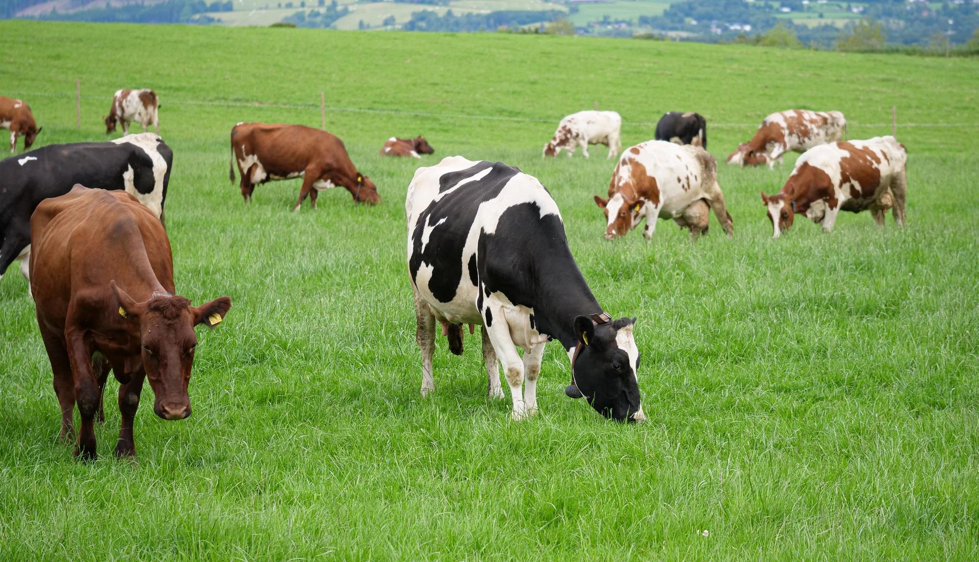 a herd of cows grazing in a grassy field