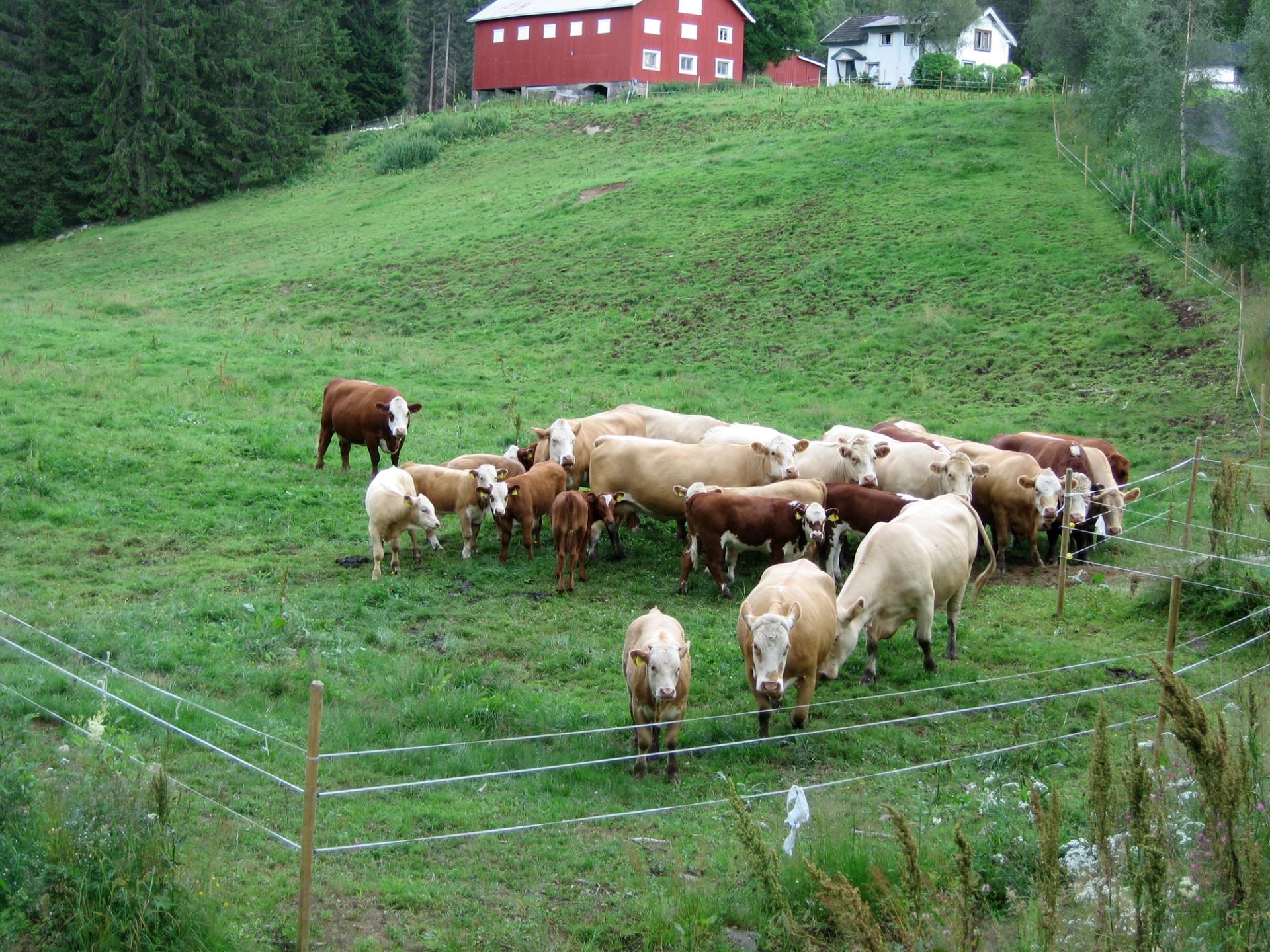 a herd of cows grazing in a grassy field with a red barn in the background .
