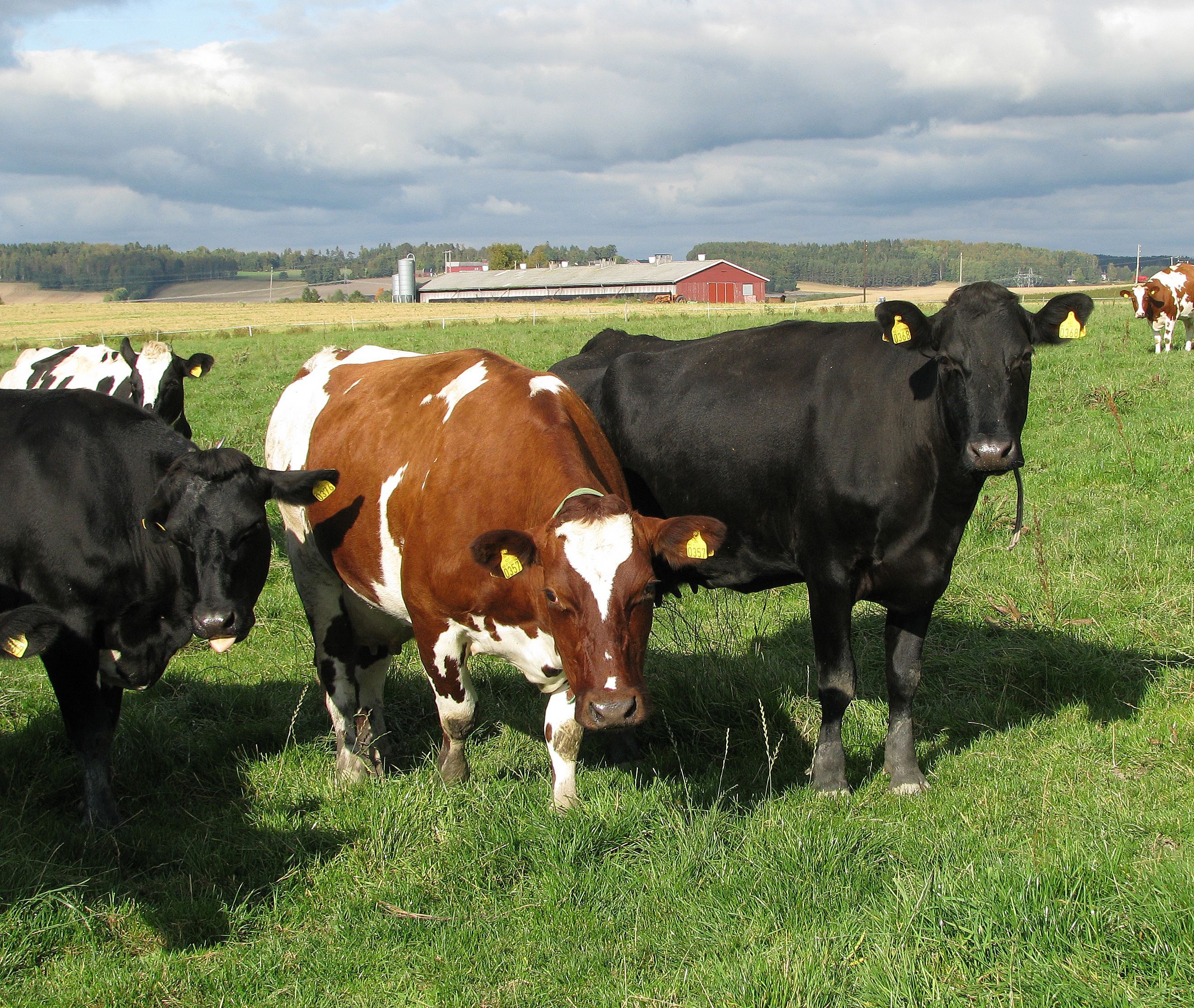 Kuer som er på beite på et grønt jorde utenfor med en gård i det fjerne.