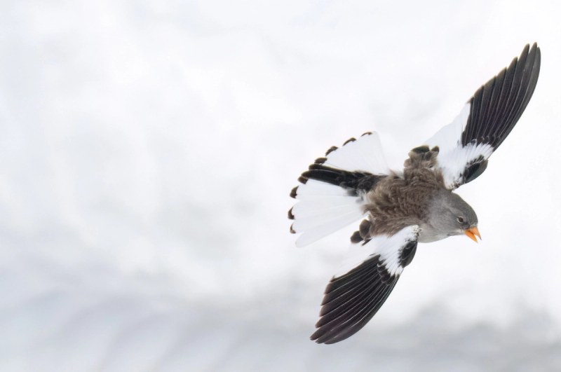 Schneefink im Flug
