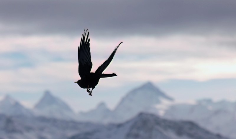 Alpendohle im Flug
