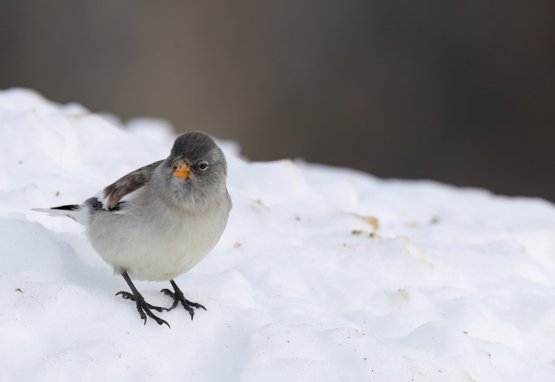 Schneefink sitzend