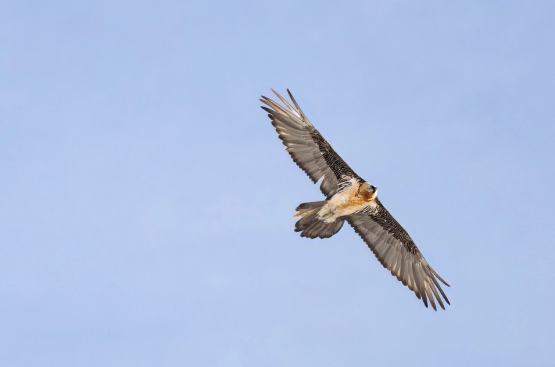Bartgeier im Flug