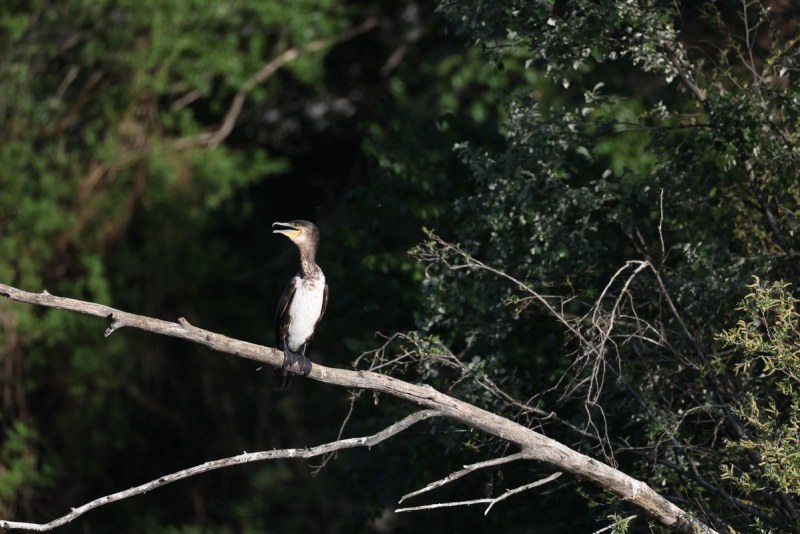 Kormoran sitzend