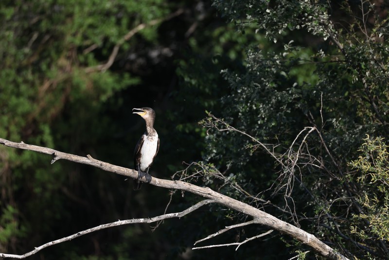 Kormoran sitzend