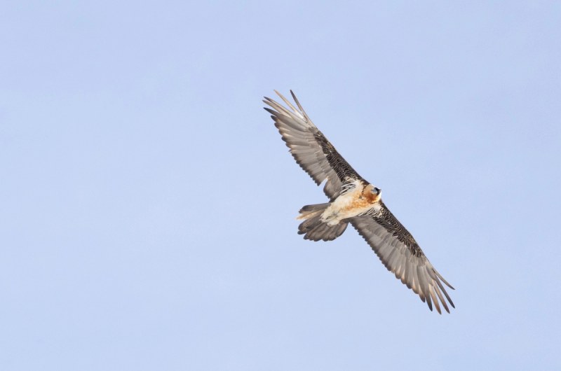 Bartgeier im Flug