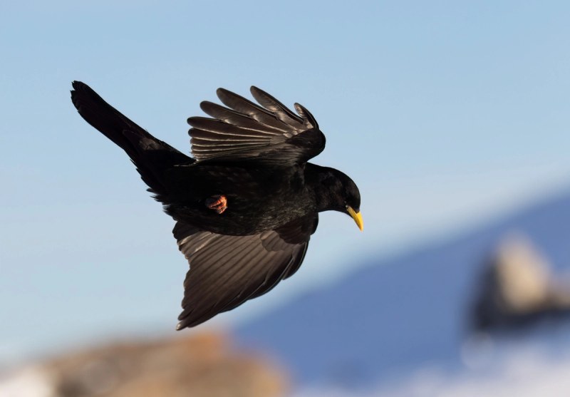 Alpendohle im Flug