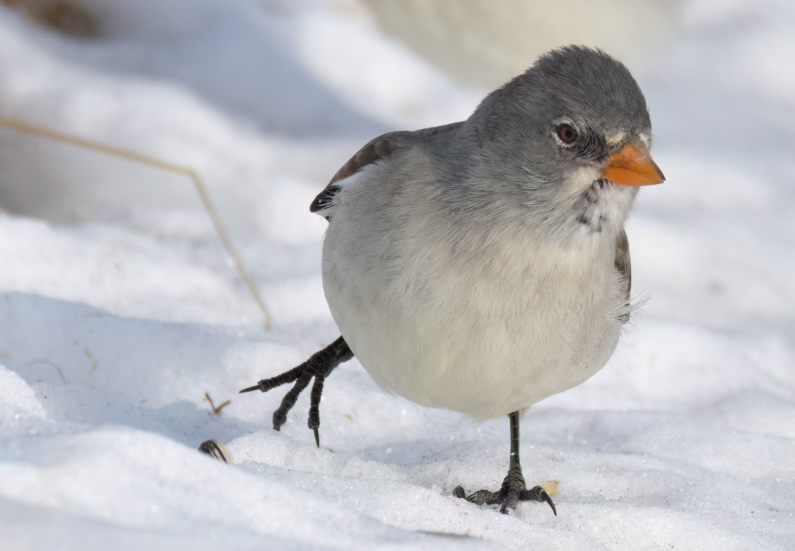 Vögel