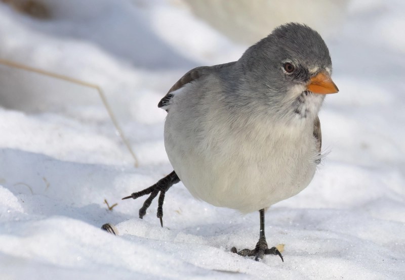 Schneefink Porträt