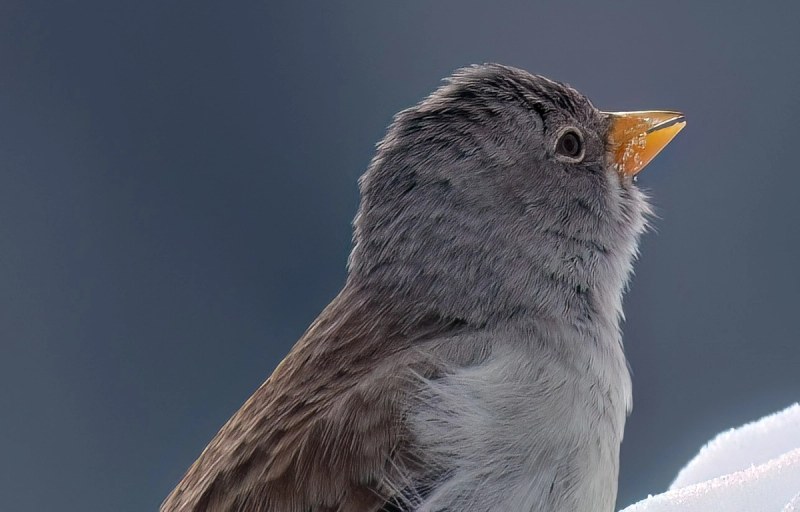 Schneefink Nahporträt
