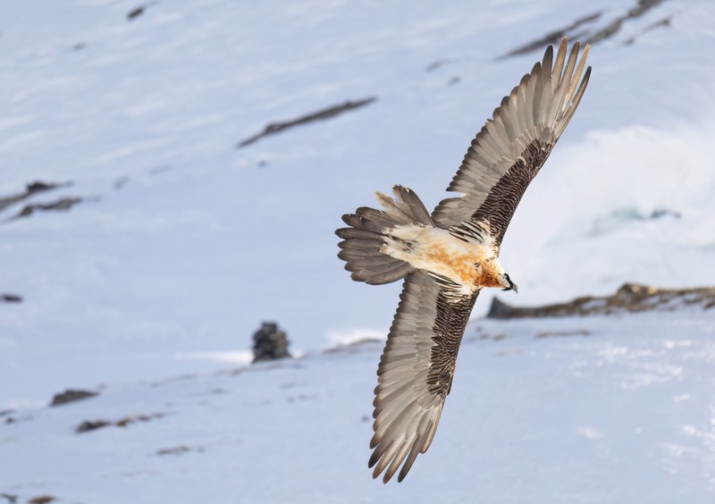 Bartgeier im Flug