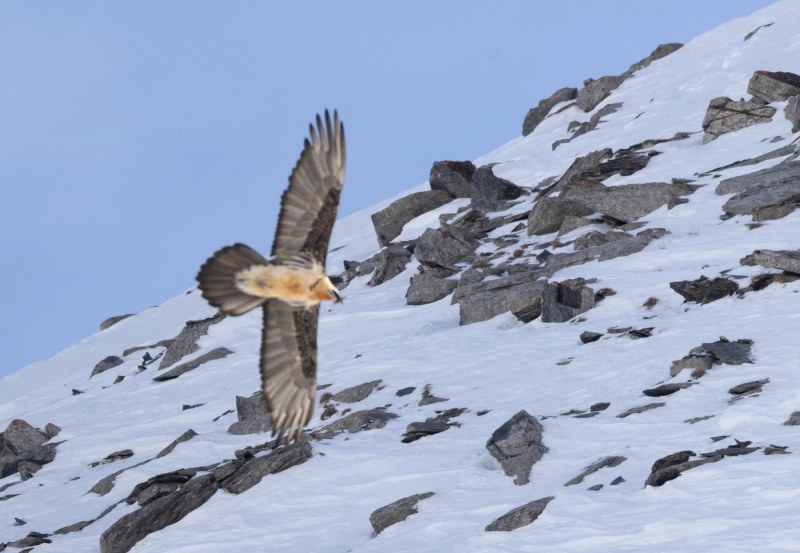Bartgeier im Flug