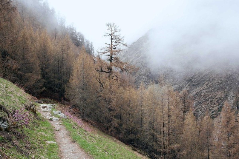 Graureiher am Bach