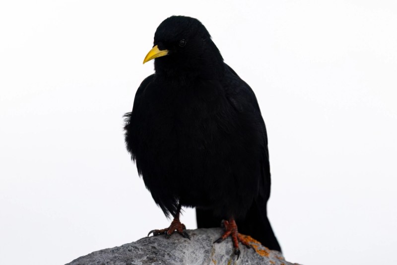 Alpendohle Porträt