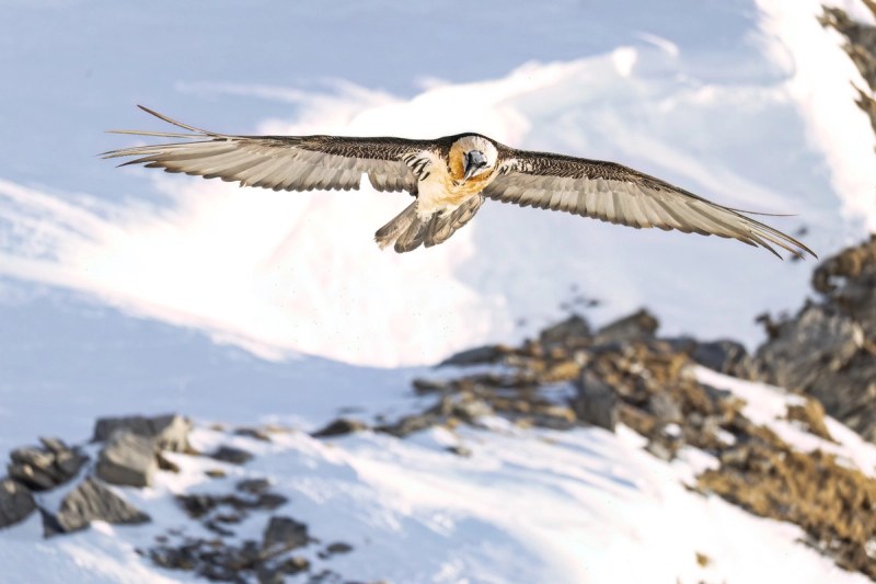 Bartgeier im Flug
