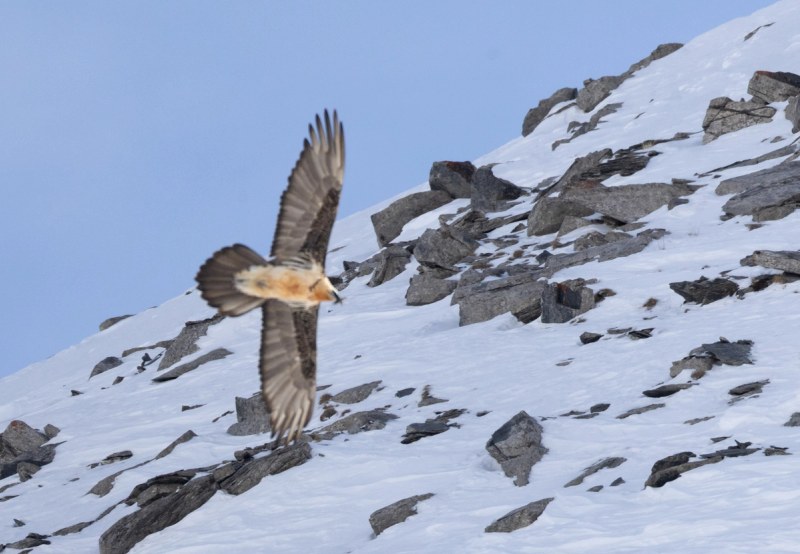 Bartgeier im Flug