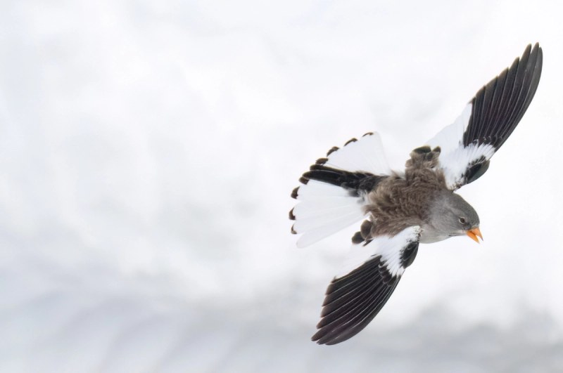 Schneefink im Flug