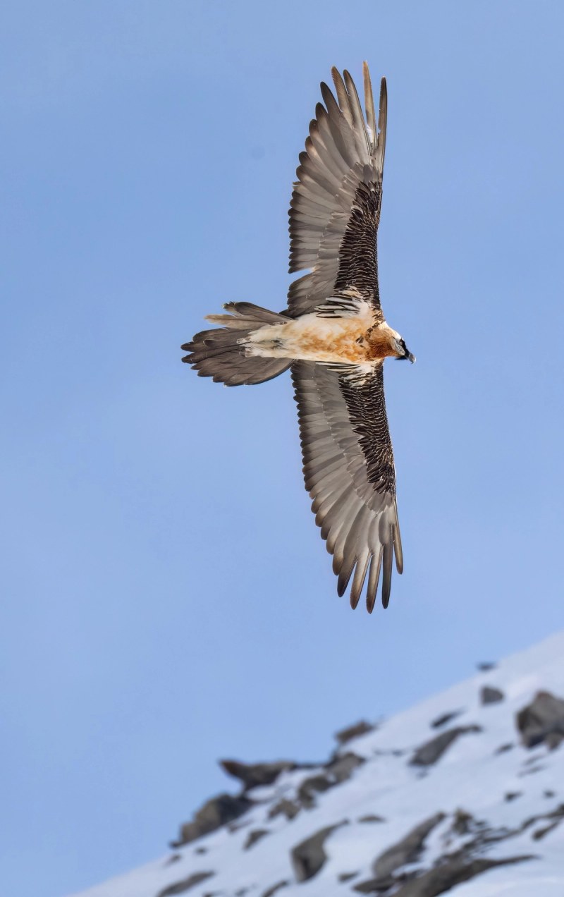 Bartgeier im Flug