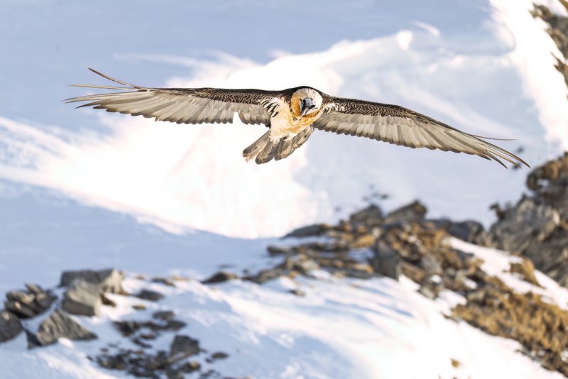 Bartgeier im Flug