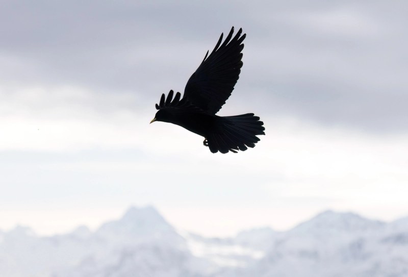Alpendohle im Flug