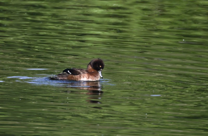Reiherente schwimmend