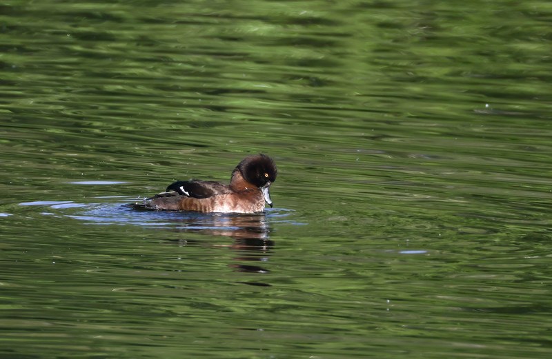 Reiherente schwimmend