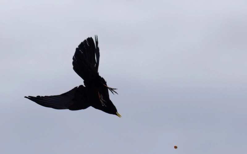 Alpendohle im Flug