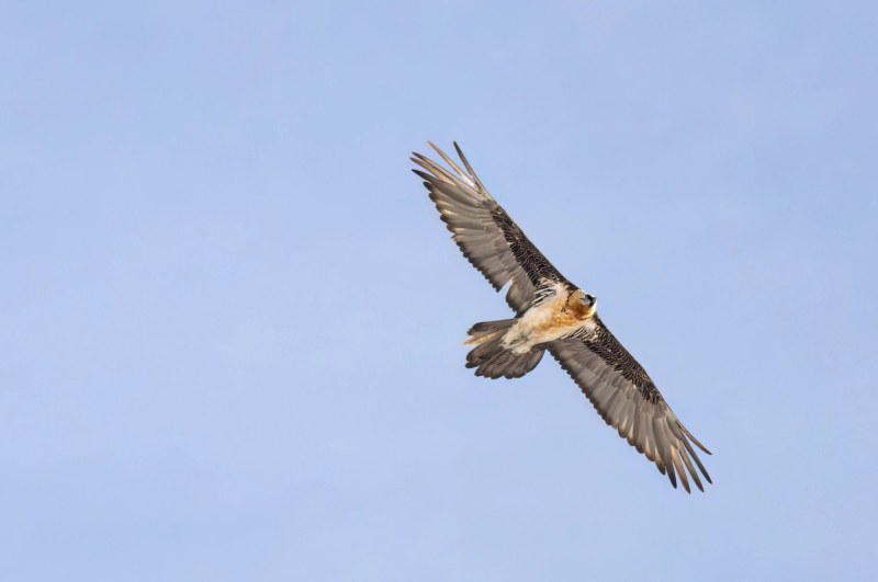 Bartgeier im Flug