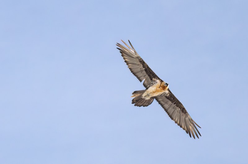 Bartgeier im Flug
