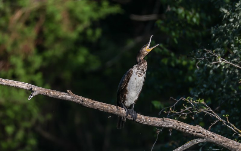 Kormoran Nahporträt