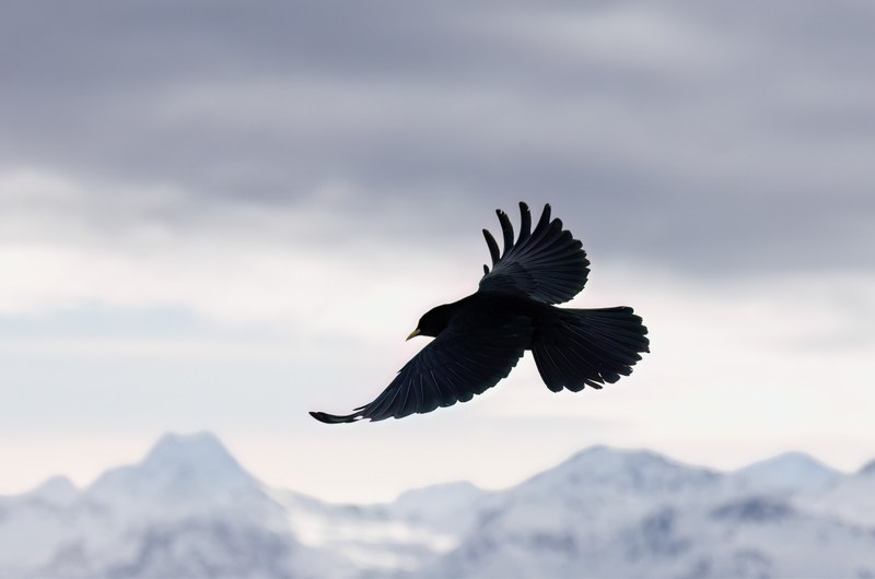Alpendohle im Flug