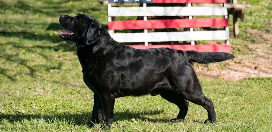 Cain, Black Labrador