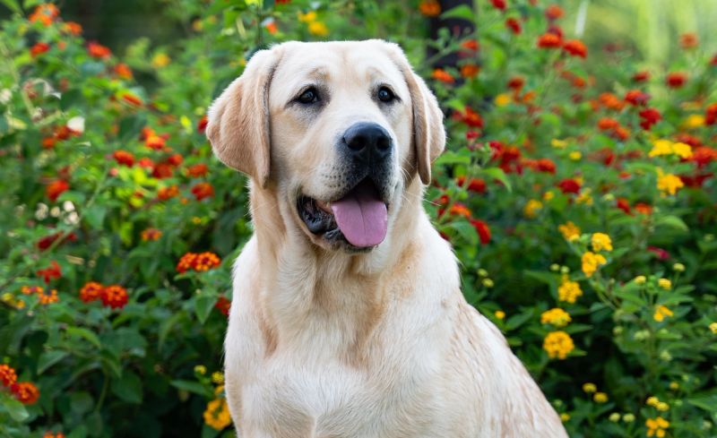 Tessa, Yellow Labrador